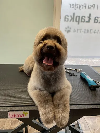 Czysta Łapka Psi Fryzjer